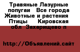 Травяные Лазурные попугаи - Все города Животные и растения » Птицы   . Кировская обл.,Захарищево п.